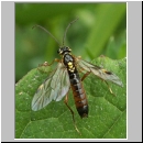 Tenthredopsis sp - Blattwespe 02b 12mm.jpg